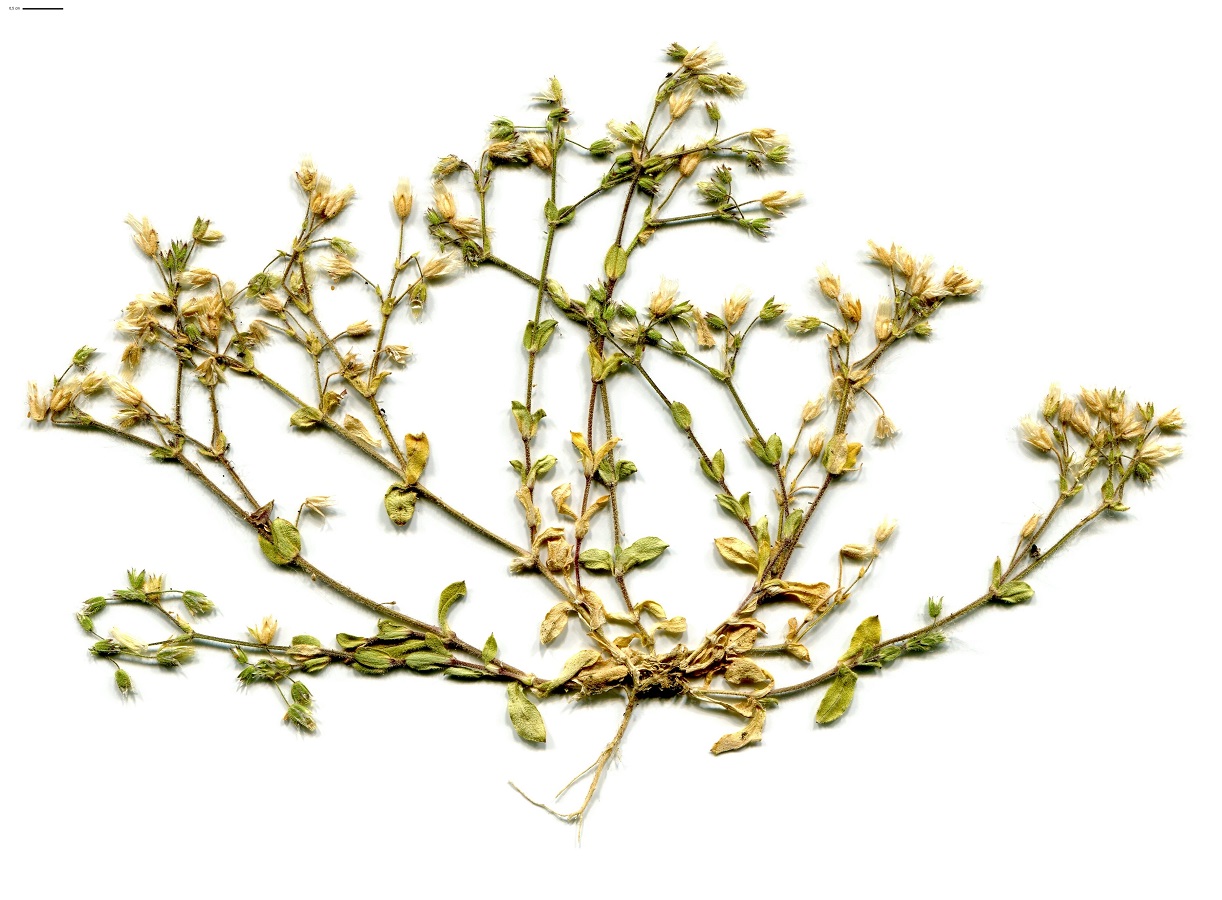 Cerastium semidecandrum (Caryophyllaceae)
